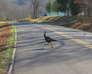 Thanksgiving Safe Driving