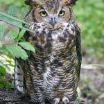 Great Horned Owl