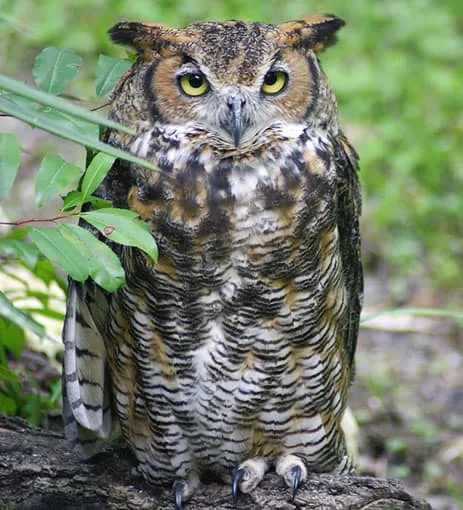 Great Horned Owl