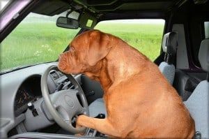 Another Florida dog busted for DUI?