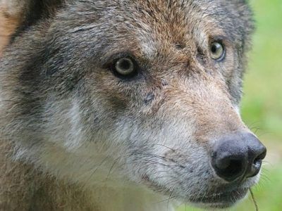 Florida DUI Wolf Pack