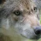 Florida DUI Wolf Pack